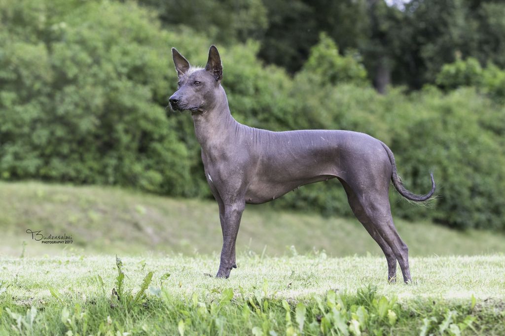 Xoloitzcuintle - The Breed Archive