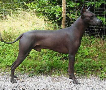 Xoloitzcuintle - The Breed Archive