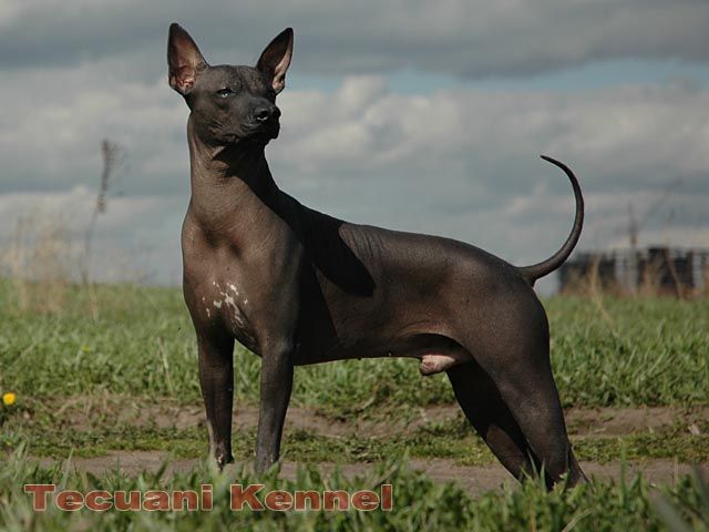 Xoloitzcuintle - The Breed Archive