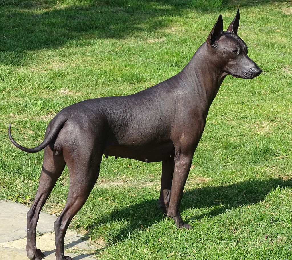 Xoloitzcuintle - The Breed Archive