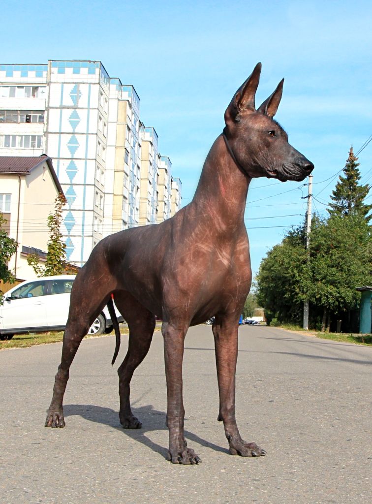 Кинич шип. Ксолоитцкуинтли в шерсти. Ксолоитцкуинтли фото. Кинич Ахау большая Октябрьская ул., 66, Клин фото.