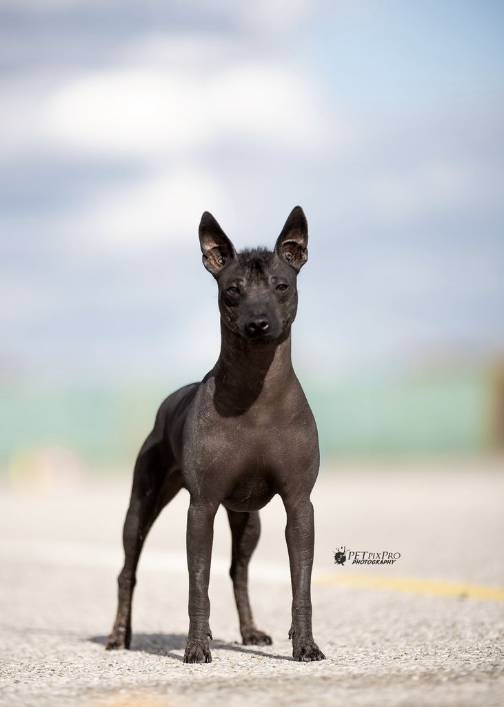 Xoloitzcuintle - The Breed Archive