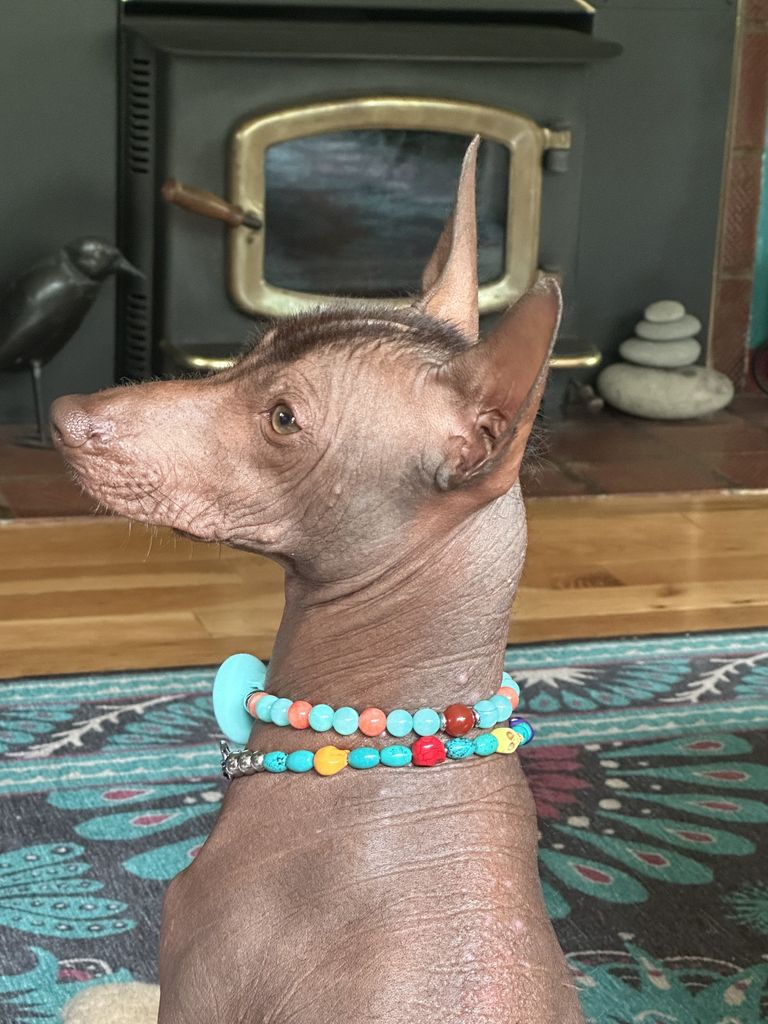 Xoloitzcuintle - The Breed Archive