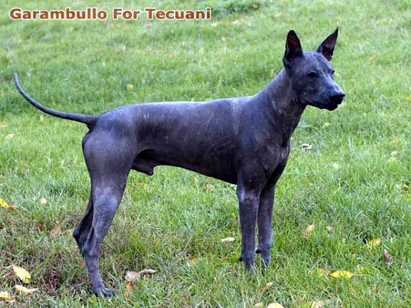 Xoloitzcuintle - The Breed Archive