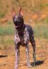 Profile picture of the animal