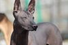 Profile picture of the animal