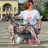 Profile picture of the animal