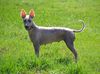 Profile picture of the animal