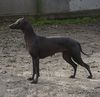 Profile picture of the animal