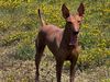 Profile picture of the animal