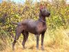 Profile picture of the animal