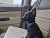 Profile picture of the animal